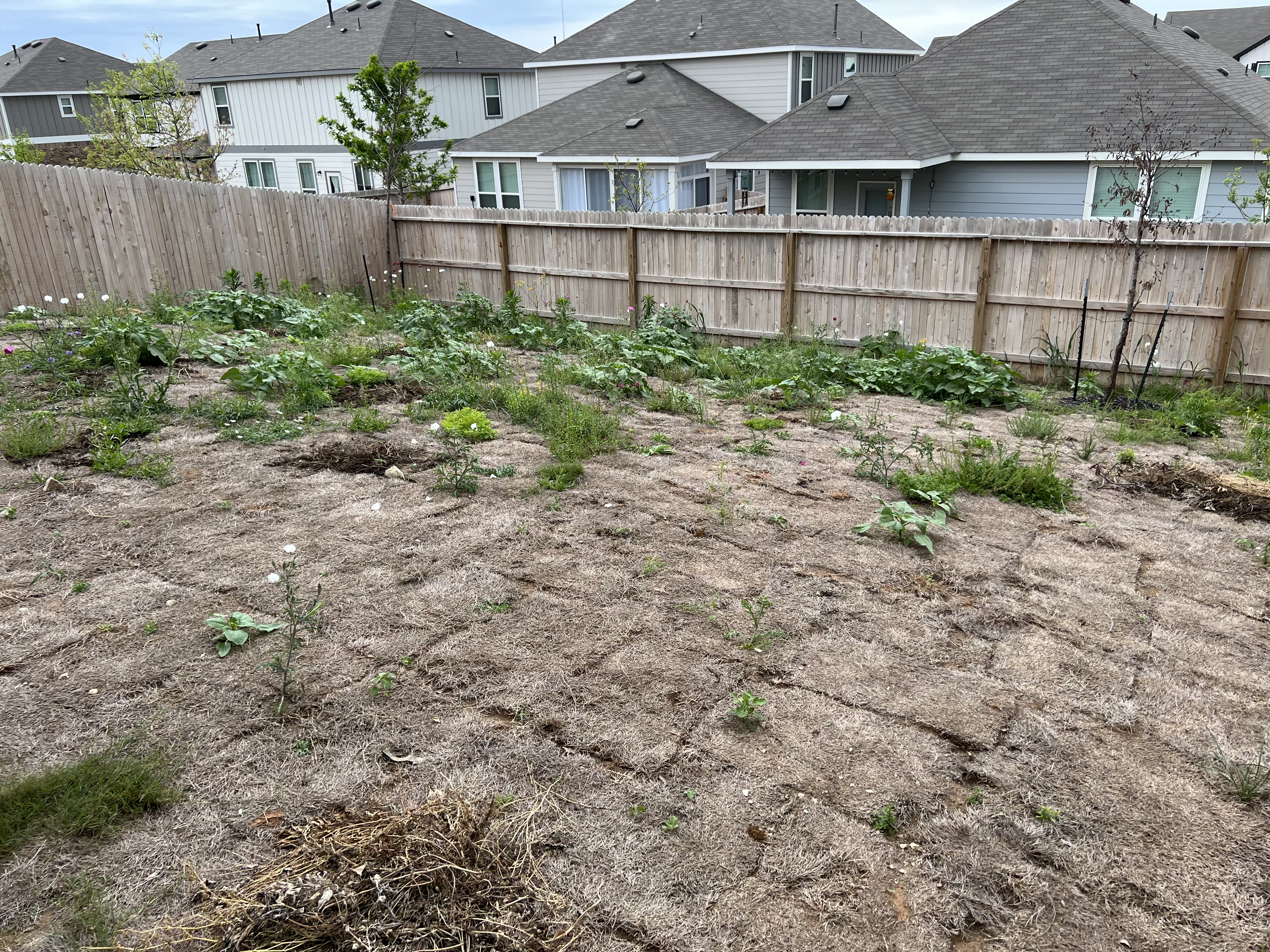 Front/side yard before